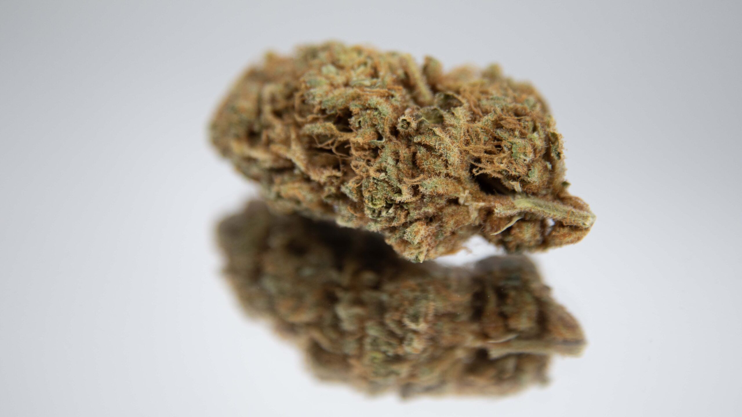 Award‑Worthy Cannabis: Where Elite Cultivators Compete and Shine